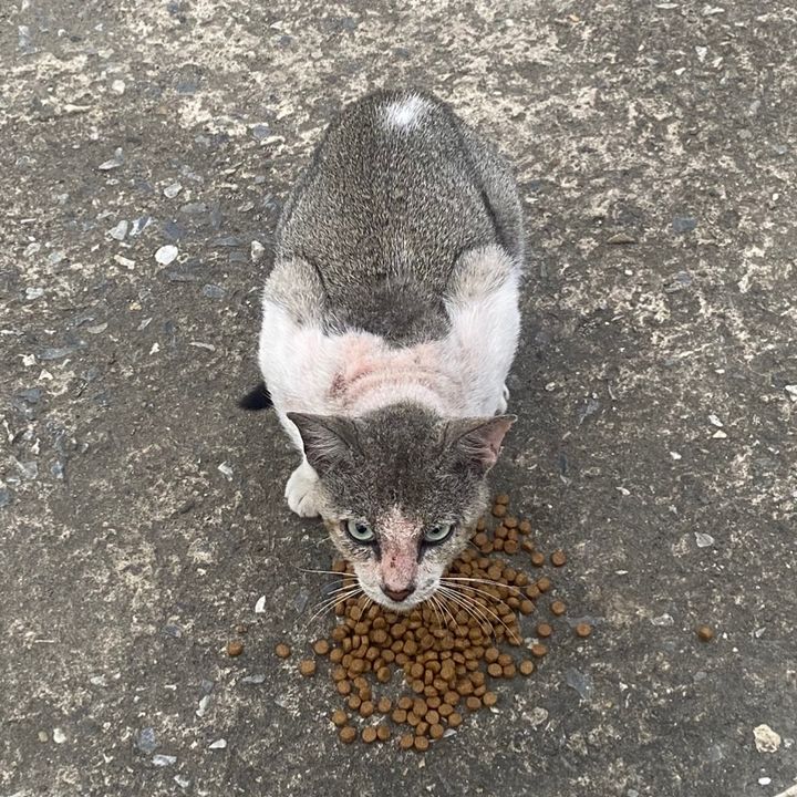 KAKAK2 STREETFEEDING PYAKUMBUH