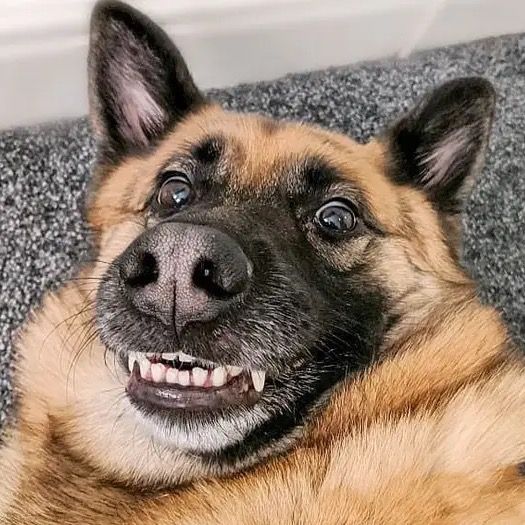 Funny Animals