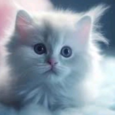 Aisycute😍