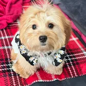 Sophie Puppy