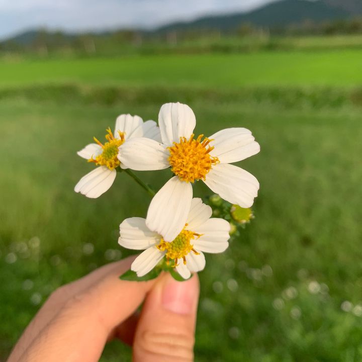 Tạp hóa cô Zi