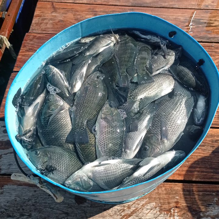 Ikan konsumsi Danau Ranau