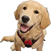 Cookie the Golden