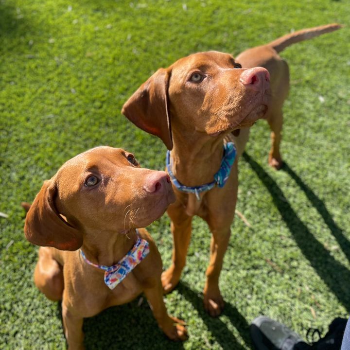 doggonebestdeals