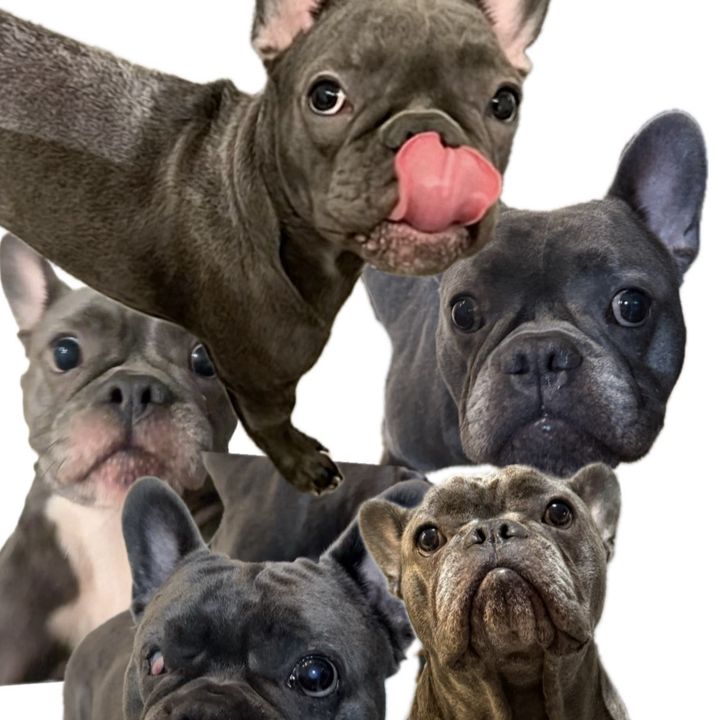 Famigliabulldogfrancese