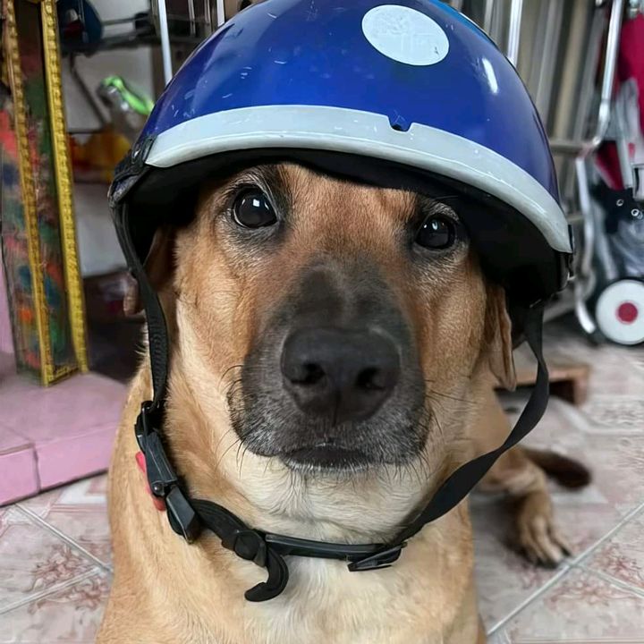 Động Chó 🐕
