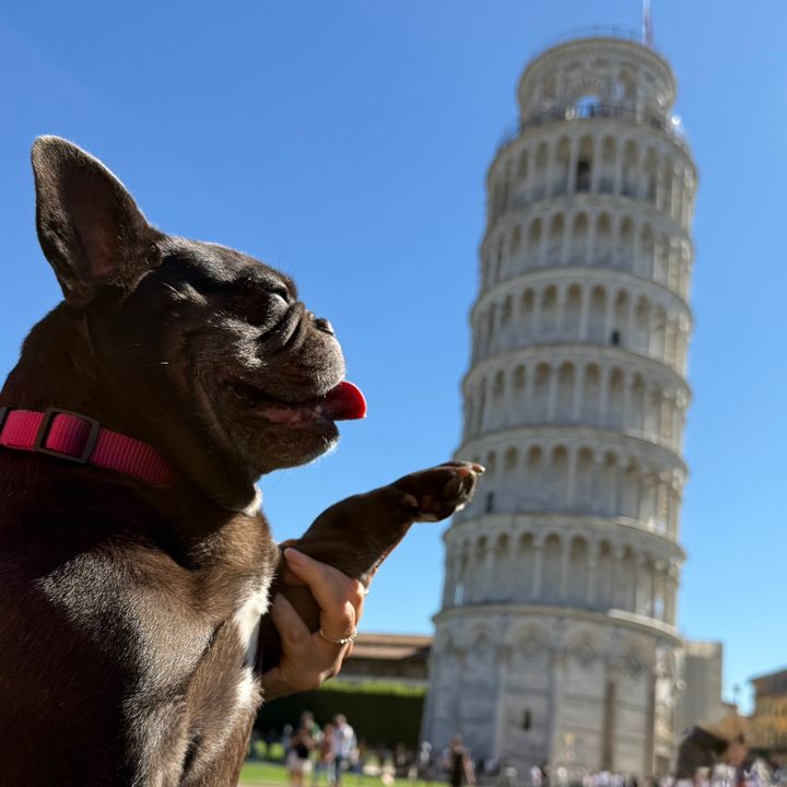Gerbeaud the sassy frenchie