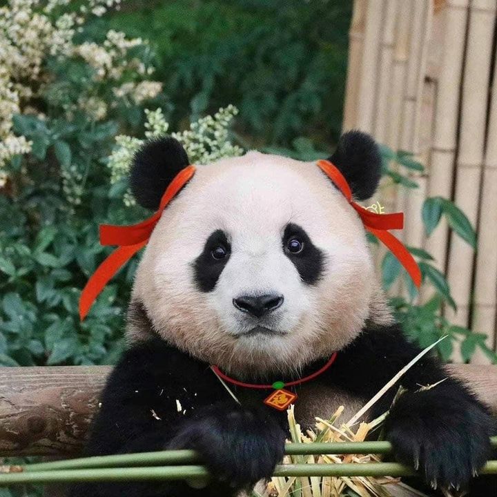 Tiu ham ăn