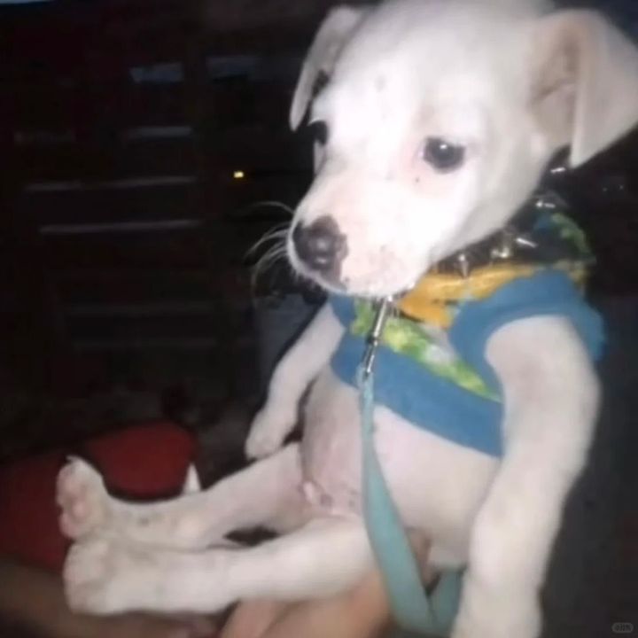 khhk
