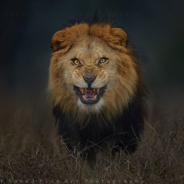 Wir lieben Tiere ❤️🦁