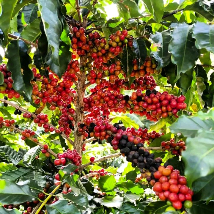 story_coffe2