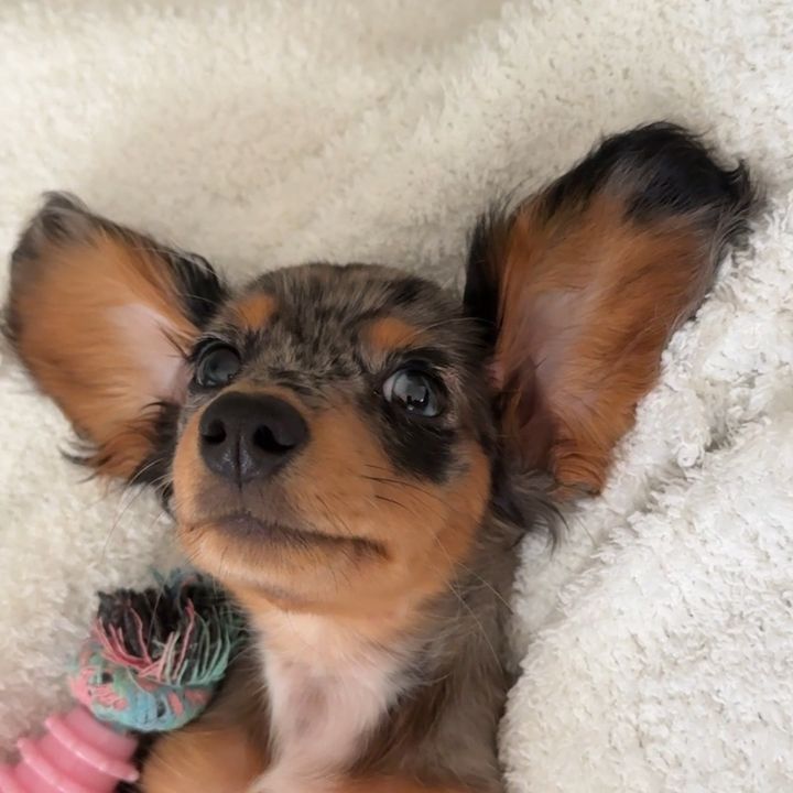 weenie girl aspen