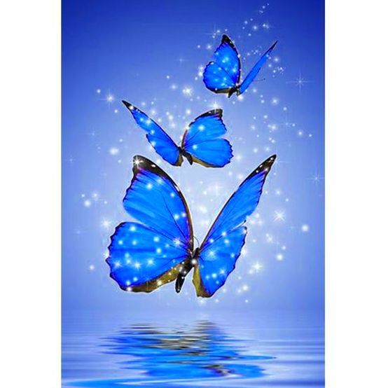 Mariposa de Barrio