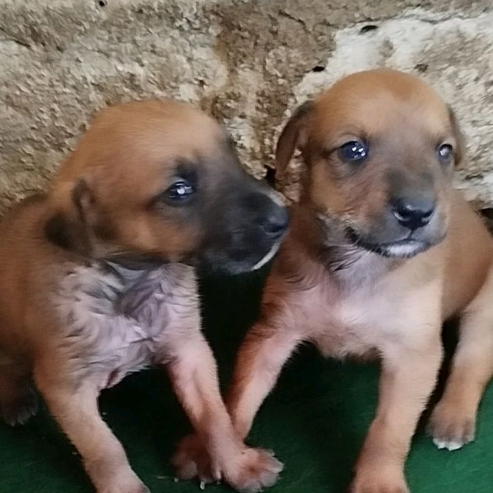 Rispettoaglianimali