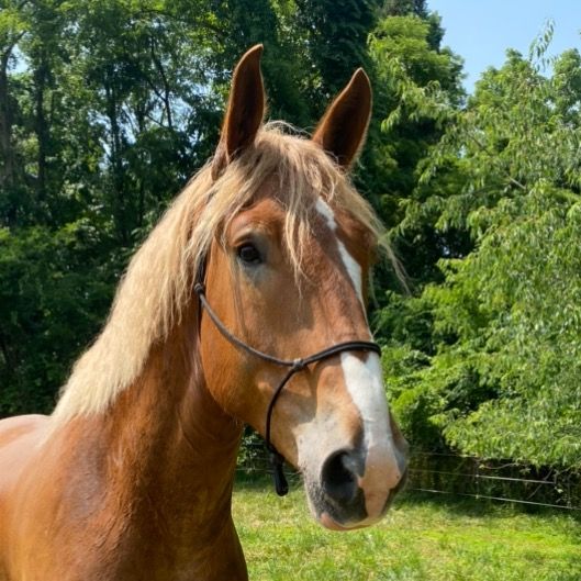 CliffordtheBigRedHorse