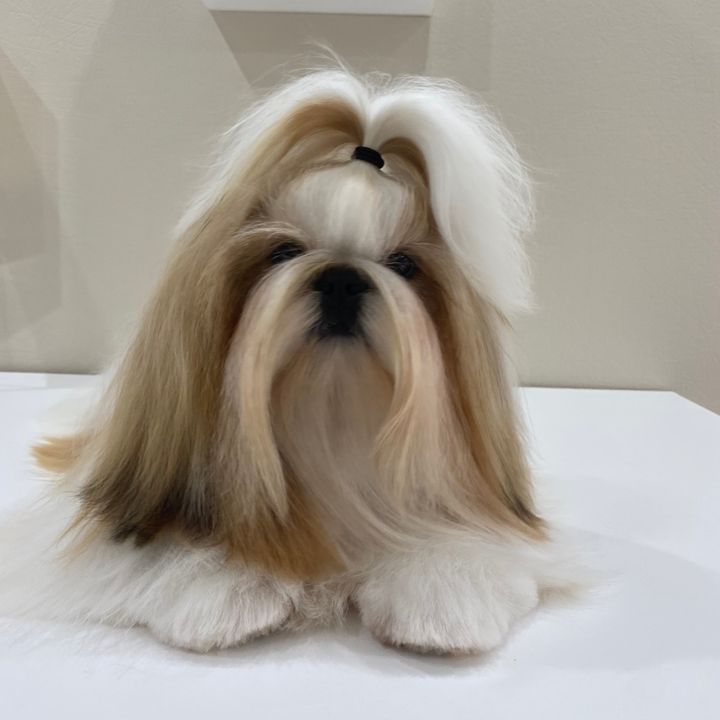 🐾🐶babysfantasyshihtzu🐶🐾