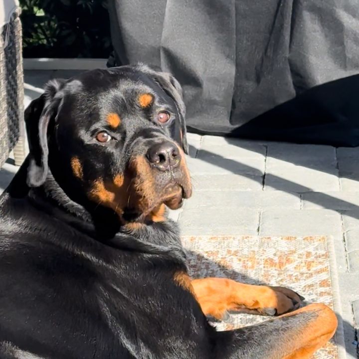 Landrie Rottie