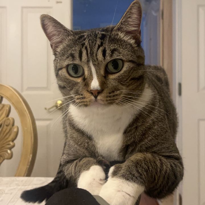 Mr whiskers