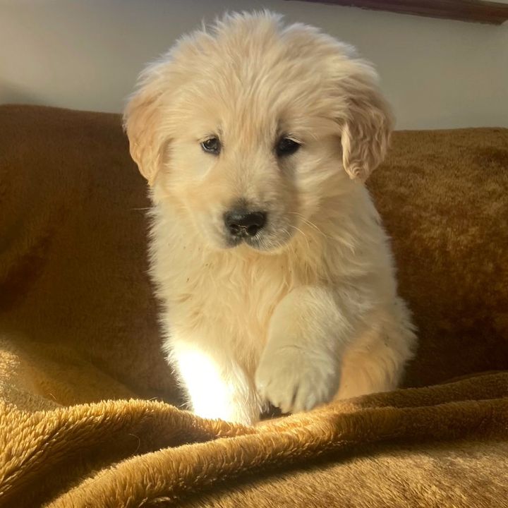 biancothegoldenretriever