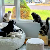 Joeyandthe3cats