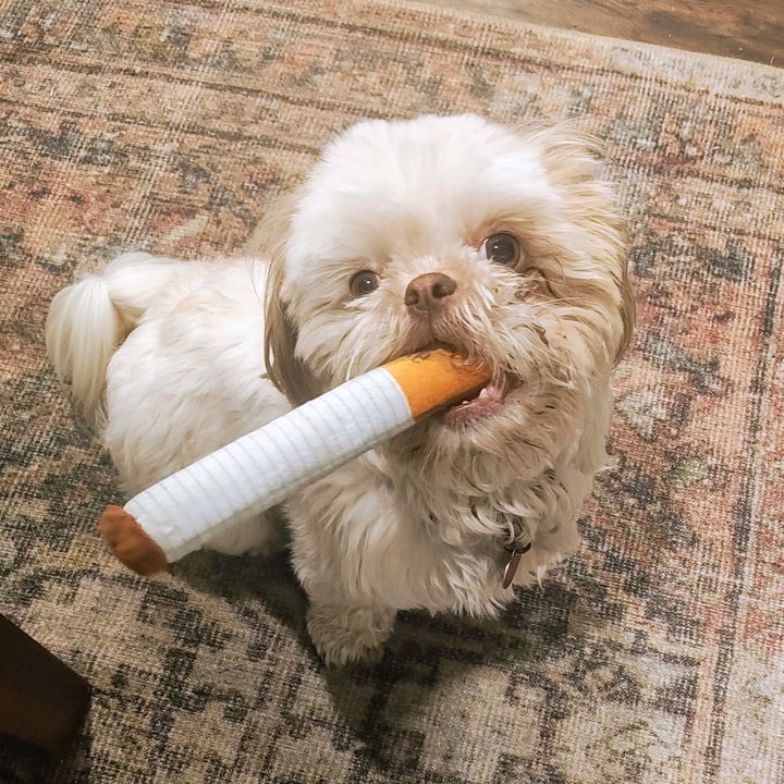 MazieLouTheShihTzu