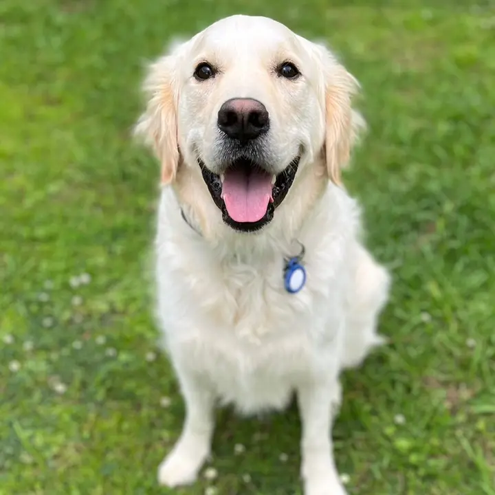 Oakley the Golden