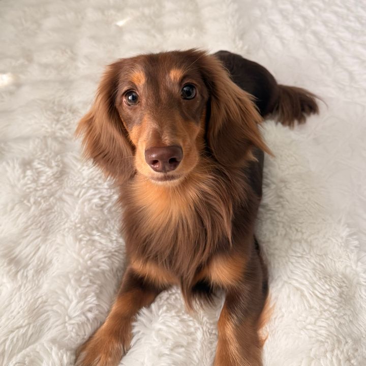 Rolo🤎🐾