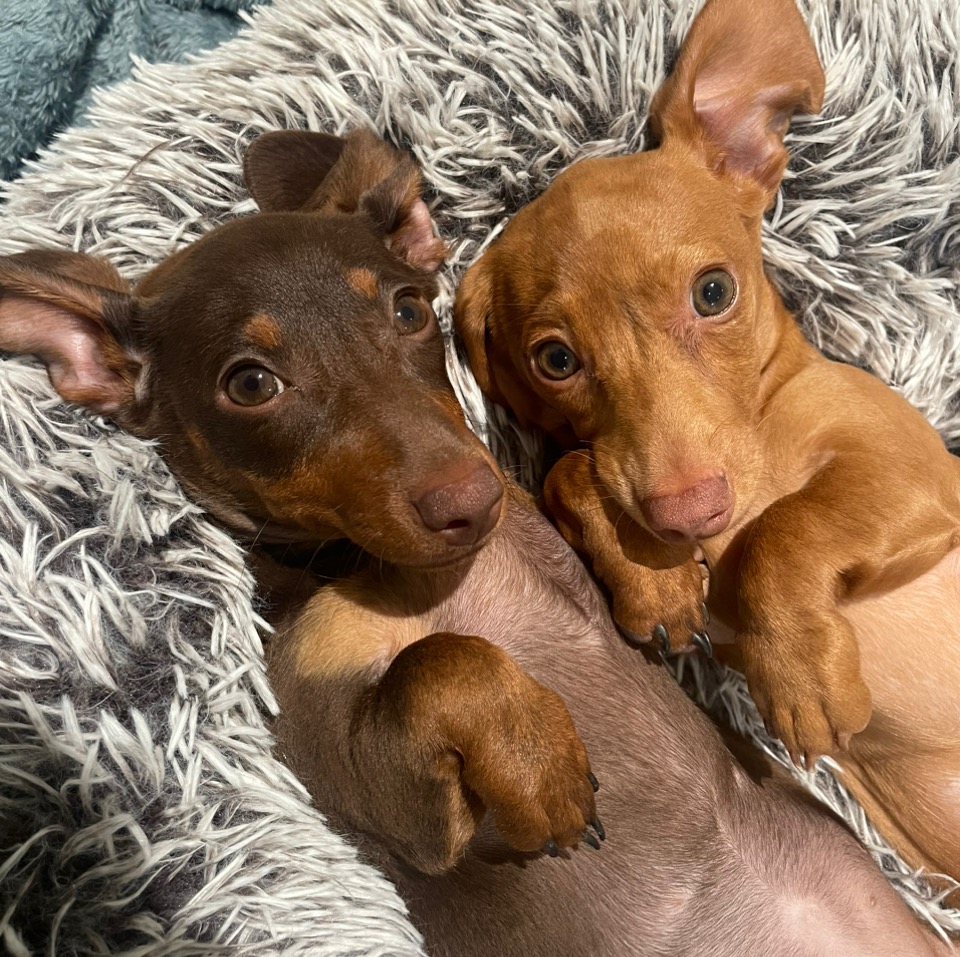 Myla & Poppy the Mini Doxies