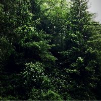 PETUA & ILMU HUTAN