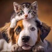 hundekatzen1234