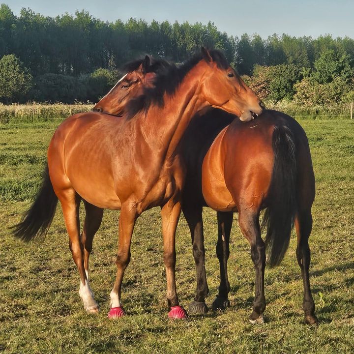 Northwestbullz
