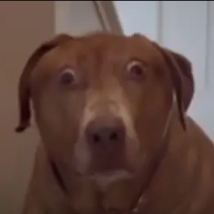 Funny dog5