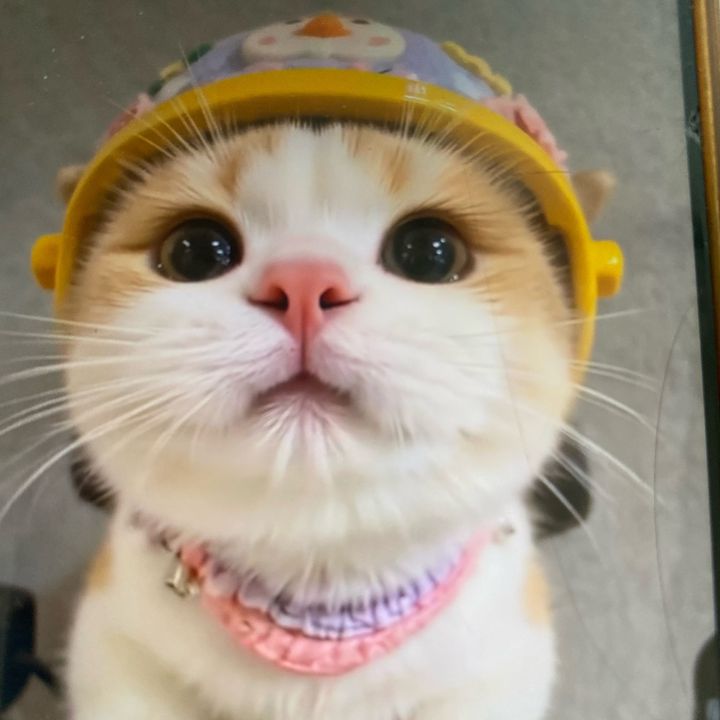 Mimi