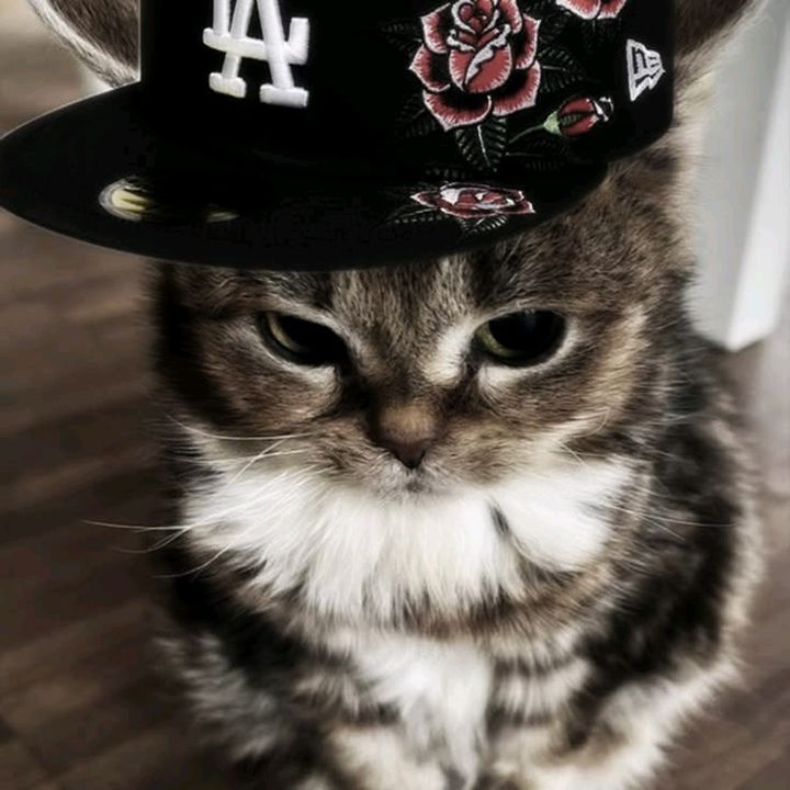 Rolly senpai
