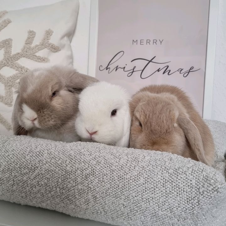 Haus von Flausch ♡