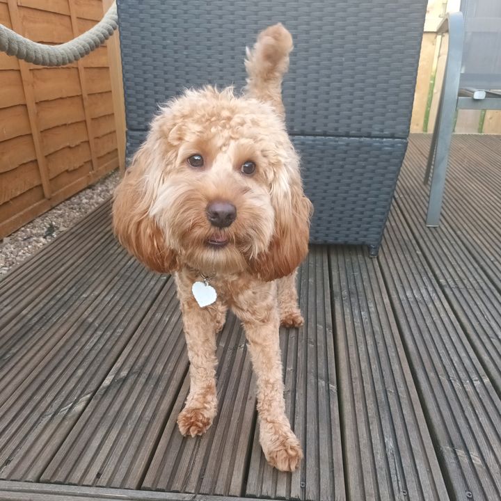 HollieandBuddy