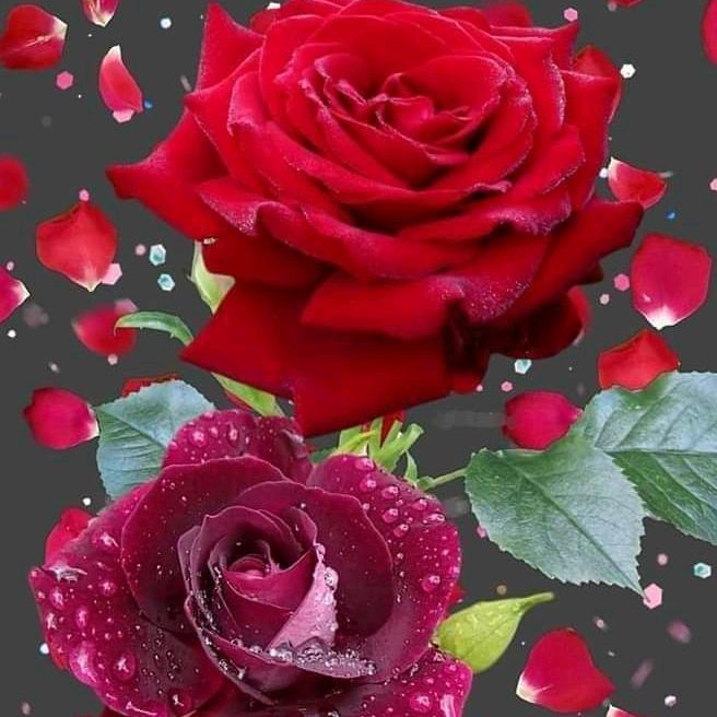 အိမ်မဲသူ