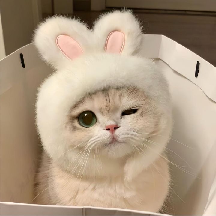 Miaoooo
