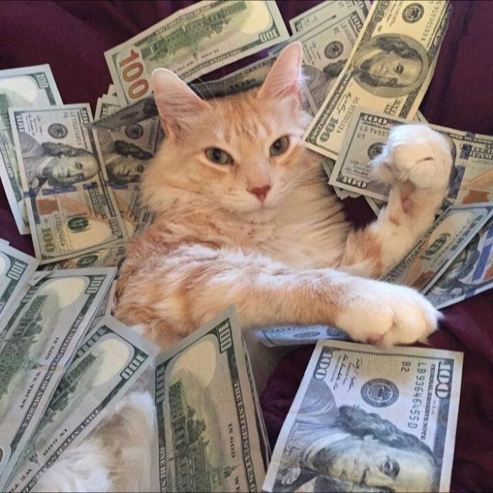 kittiesshoppe