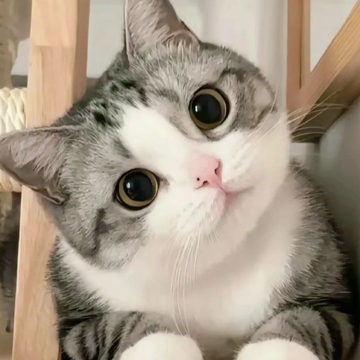 angeni
