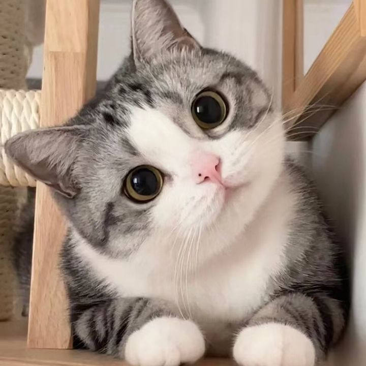 fluffy_petbaby88
