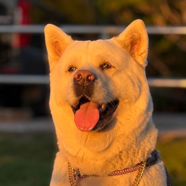 FamousAkita