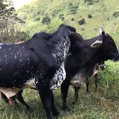 el catracho 504