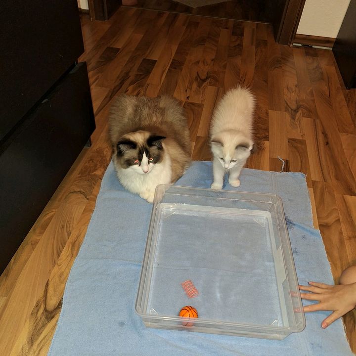 The Ragdoll Family