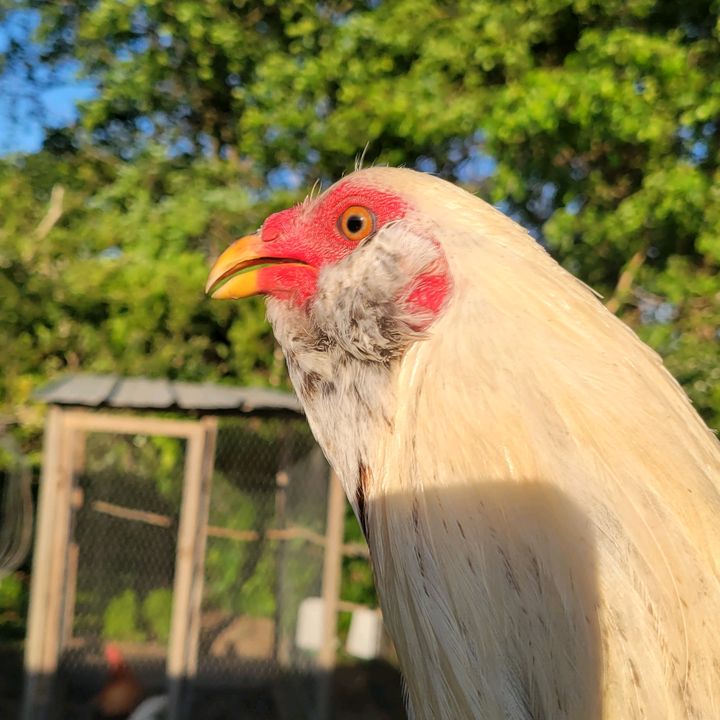Calentano_Salamanca🐓