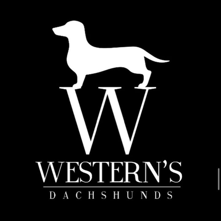 Westerns_Dachshunds