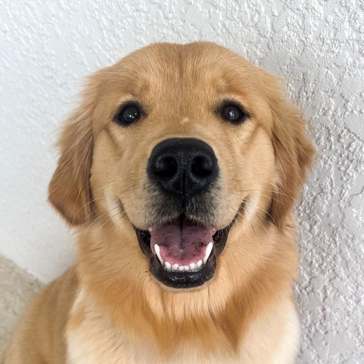 Summer the Golden