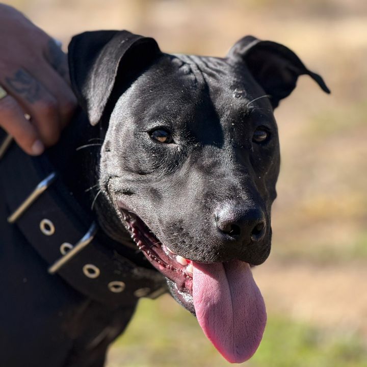 Black Water Kennel