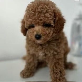 lianpuppys
