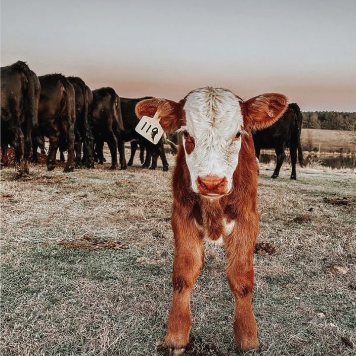 Western Inspo🐮